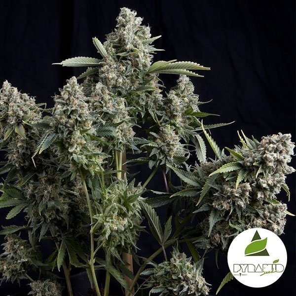 Tutankhamon marijuana plant