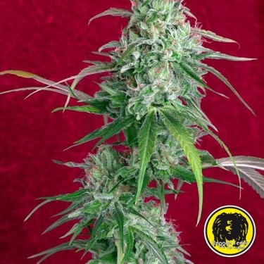 Juanita La Lagrimosa de Reggae Seeds - Grow Barato