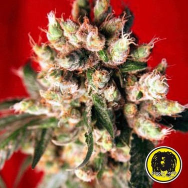 Semillas Regulares Roots planta de marihuana