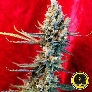 Revolution Semillas Regulares de Reggae Seeds - Grow Barato