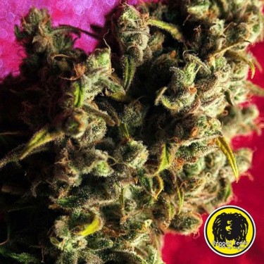 Respect regular planta de marihuana
