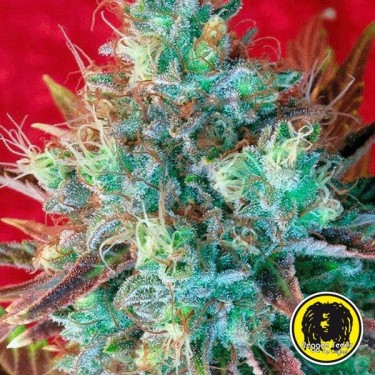 Kalijah Semillas Regulares de Reggae Seeds - Grow Barato