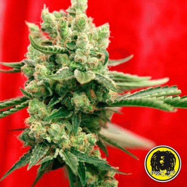 Guayaka Semillas Regulares de Reggae Seeds - Grow Barato