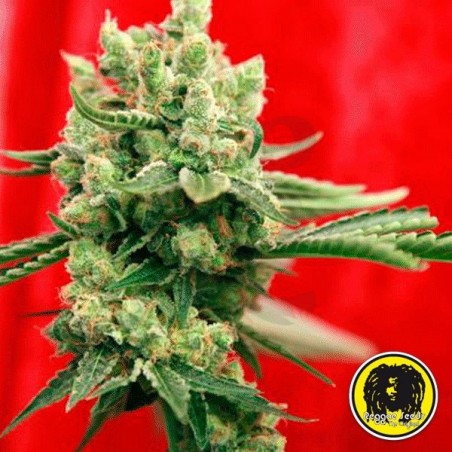Guayaka Régulière Plante de marijuana Guayaka Régulière Plante de marijuana