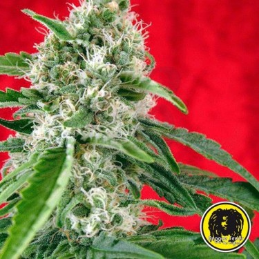 Dub Semillas Regulares de Reggae Seeds - Grow Barato