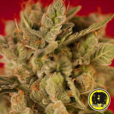 Bass Line Regulares de Reggae Seeds - Grow Barato
