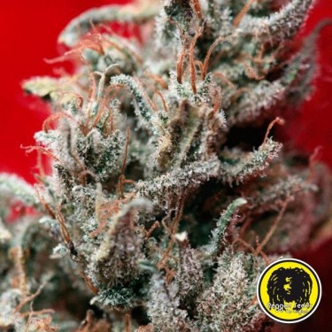 O' Haze Red Feminizada de Reggae Seeds - Grow Barato