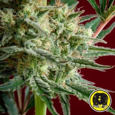 Blackdance di Reggae Seeds femminilizzata.