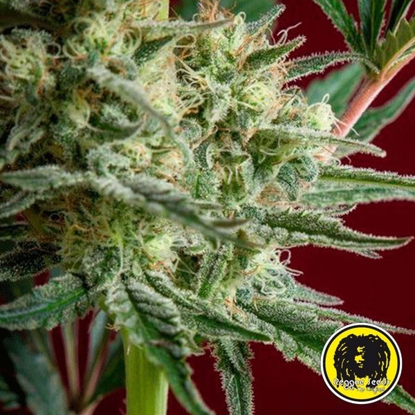 Blackdance de Reggae Seeds feminizada - Grow Barato