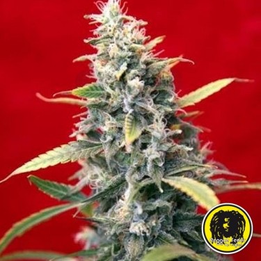 Sra. Amparo de Reggae Seeds - Feminizada - Grow Barato
