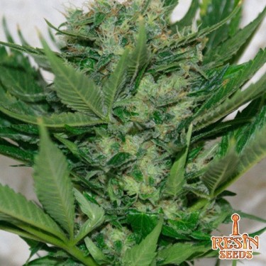 Sour P feminizada del banco Resin Seeds - Grow Barato
