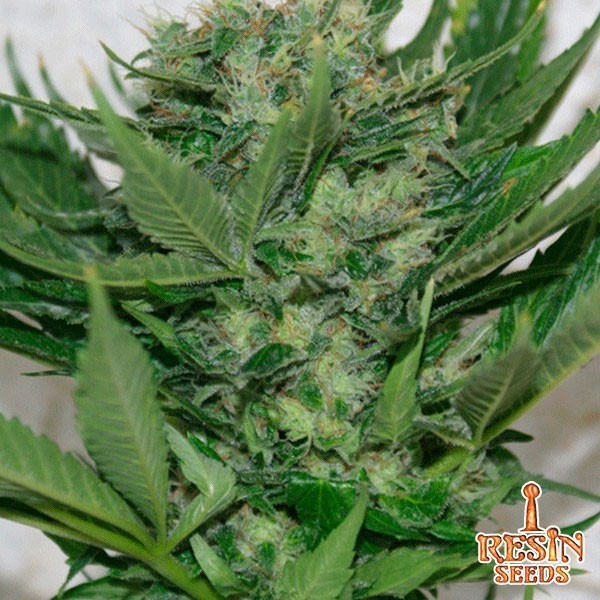 Sour P feminizada del banco Resin Seeds - Grow Barato