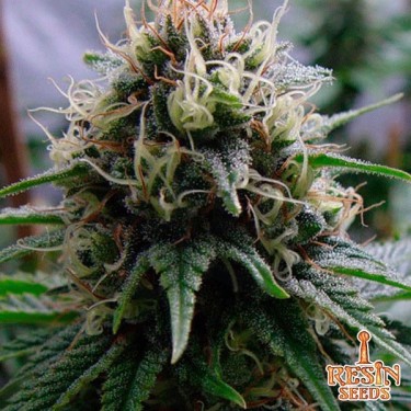 Yummy feminizada del banco Resin Seeds - Grow Barato