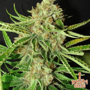 L.A. Ultra feminizada de Resin Seeds - Grow Barato