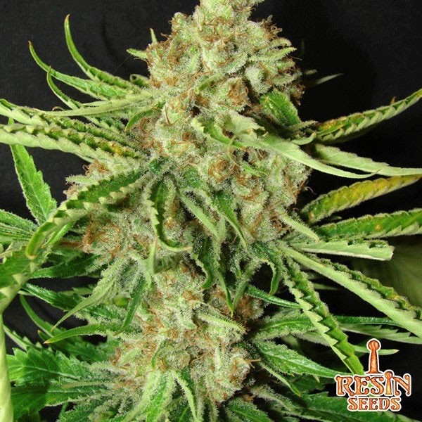 L.A. Resin Seeds ultra feminizadas - Grow Barato