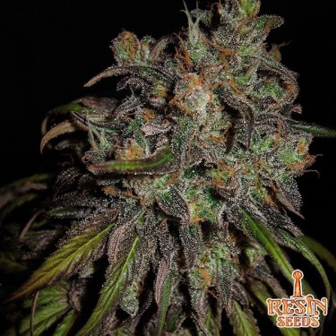 Cannatonic feminizada de resin seeds - Grow Barato