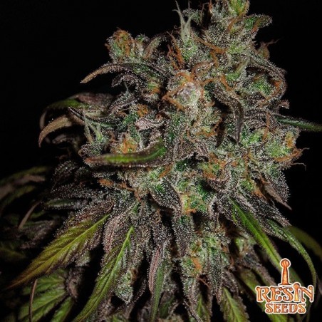 Resin Seeds feminina cannatônica - Crescer Barato Resin Seeds feminina cannatônica - Crescer Barato
