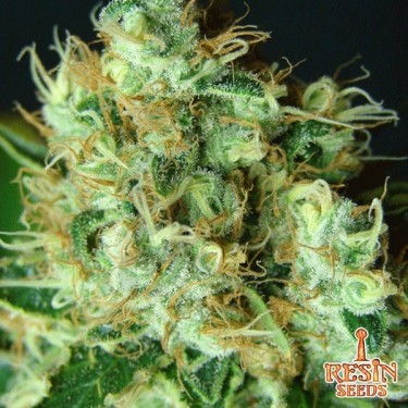 Bubblicious feminizada de Resin Seeds - Grow Barato