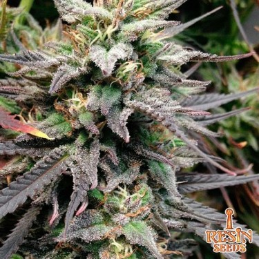 Dieseltonic feminizada de Resin Seeds - Grow Barato