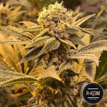 R-Kiem Regular del banco RKiem Seeds - Grow Barato