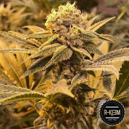 R-Kiem Regular del banco RKiem Seeds - Grow Barato R-Kiem Regular del banco RKiem Seeds - Grow Barato