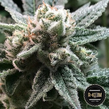 Sublimator de R-Kiem Seeds 100% feminizadas - Grow Barato