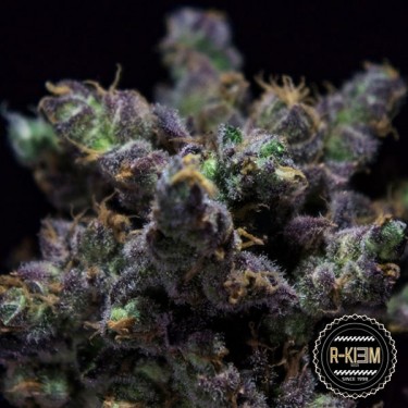 ZKIEM R-Kiem Seeds Semillas feminizadas - Grow Barato