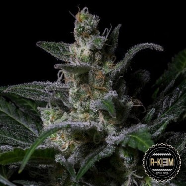 Muse de R-Kiem Seeds semillas feminizada - Grow Barato