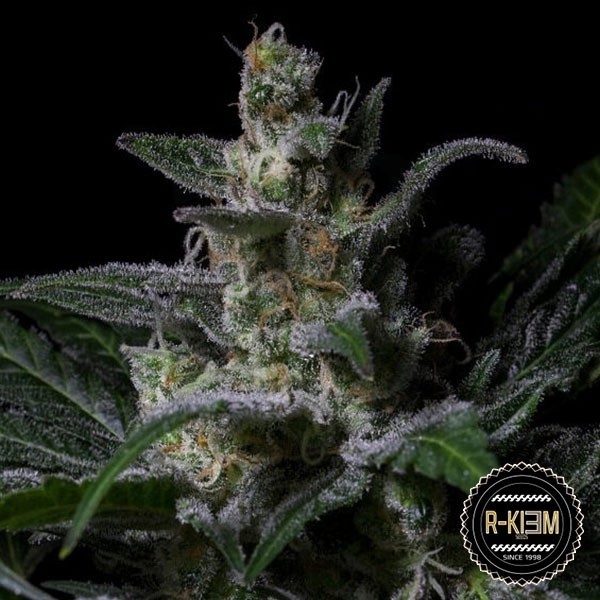 Moe de R-Kiem Seeds feminizadas - Grow Barato