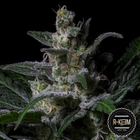 Muse de R-Kiem Seeds semillas feminizada - Grow Barato Muse de R-Kiem Seeds semillas feminizada - Grow Barato