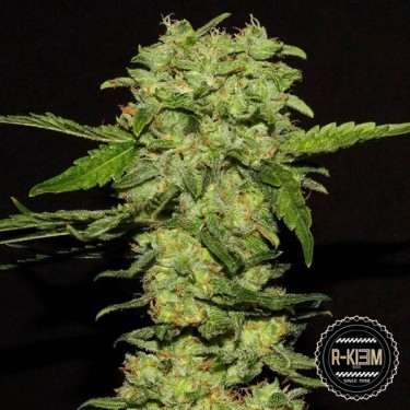 Portela de R-Kiem Seeds feminizadas - Grow Barato