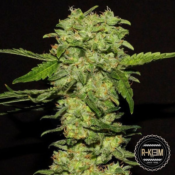 Portela de R-Kiem Seeds feminizadas - Grow Barato