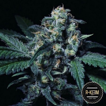 Negra 44 de R-Kiem Seeds feminizada - Grow Barato