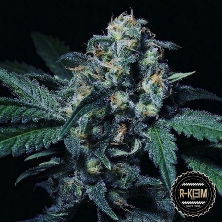 Negra 44 di R-Kiem Seeds femminilizzata. Negra 44 di R-Kiem Seeds femminilizzata.