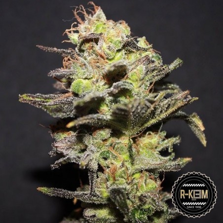 Icer de R-Kiem Seeds semilla feminizada - Grow Barato Icer de R-Kiem Seeds semilla feminizada - Grow Barato