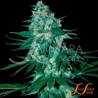 El Alquimista de Samsara Seeds feminizada - Grow Barato
