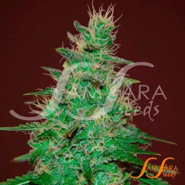 El Alquimista Auto de Samsara Seeds - Grow Barato