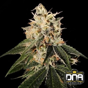 Comprar Sour Juice DNA Genetics Feminizada - Grow Barato