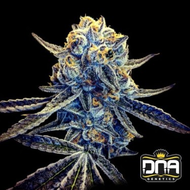 Comprar Tangieland del banco DNA Genetics - Grow Barato
