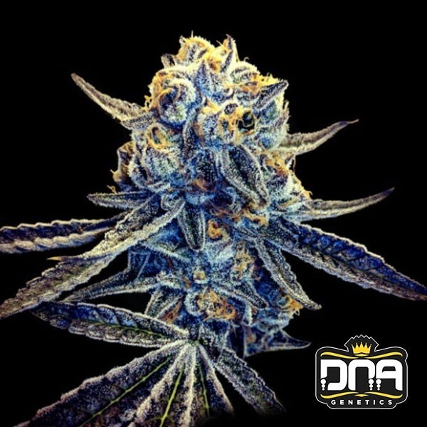 Comprar Tangieland del banco DNA Genetics - Grow Barato