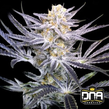 Comprar Strawberry Fields de DNA Genetics - Grow Barato