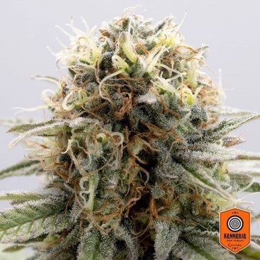 Comprar GSC de Kannabia Seeds - GB The Green Brand