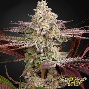 Chemical Bride Green House Seeds Feminizada - Grow Barato