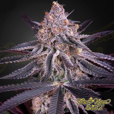 King’s Juice feminizada Green House Seeds - Grow Barato