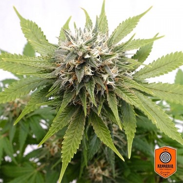 Comprar Silver Widow feminizada Kannabia Seeds - GB