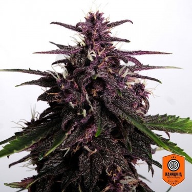 Comprar Swiss Dream Rosé Auto CBD Kannabia Sementes - GB