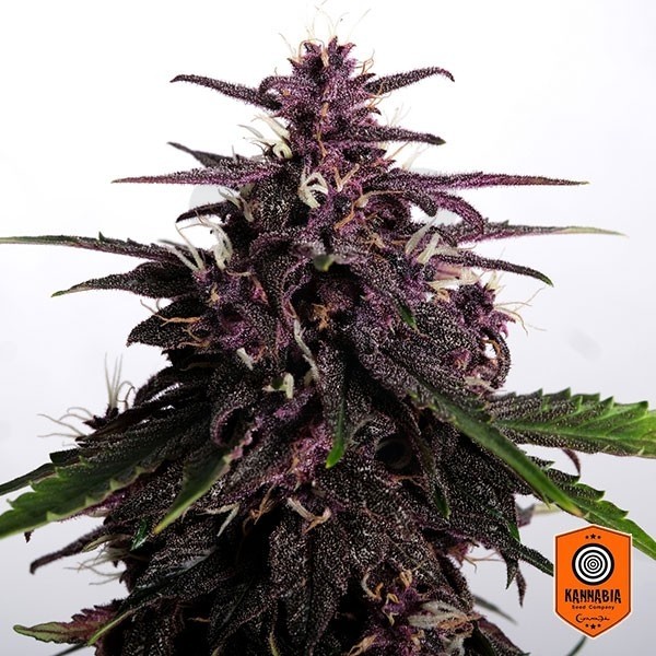 Comprar Swiss Dream Rosé Auto CBD Kannabia Sementes - GB