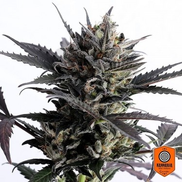 Comprar Lemon Haze Auto de Sementes Kannabia - GB