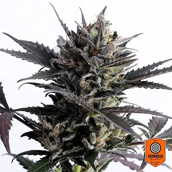 Comprar Lemon Haze Auto de Sementes Kannabia - GB