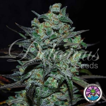 Northern Light Blue THC-Free de Delicious Seeds - GB